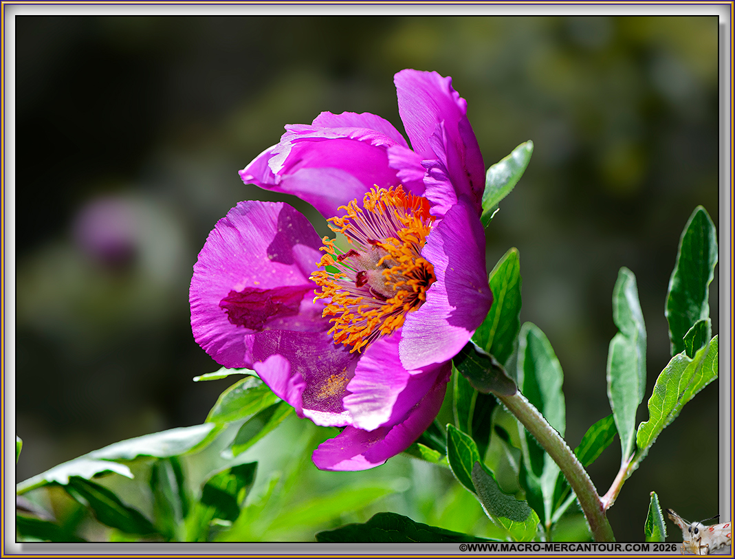 Pivoines